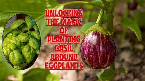 The Mysterious Connection Between Warlocks and Eggplants